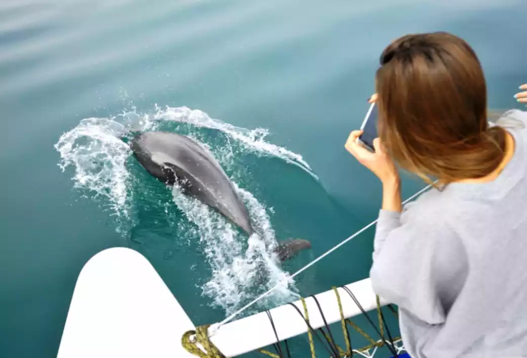 Встреча с Дельфинами при Аренде Яхты в Сочи